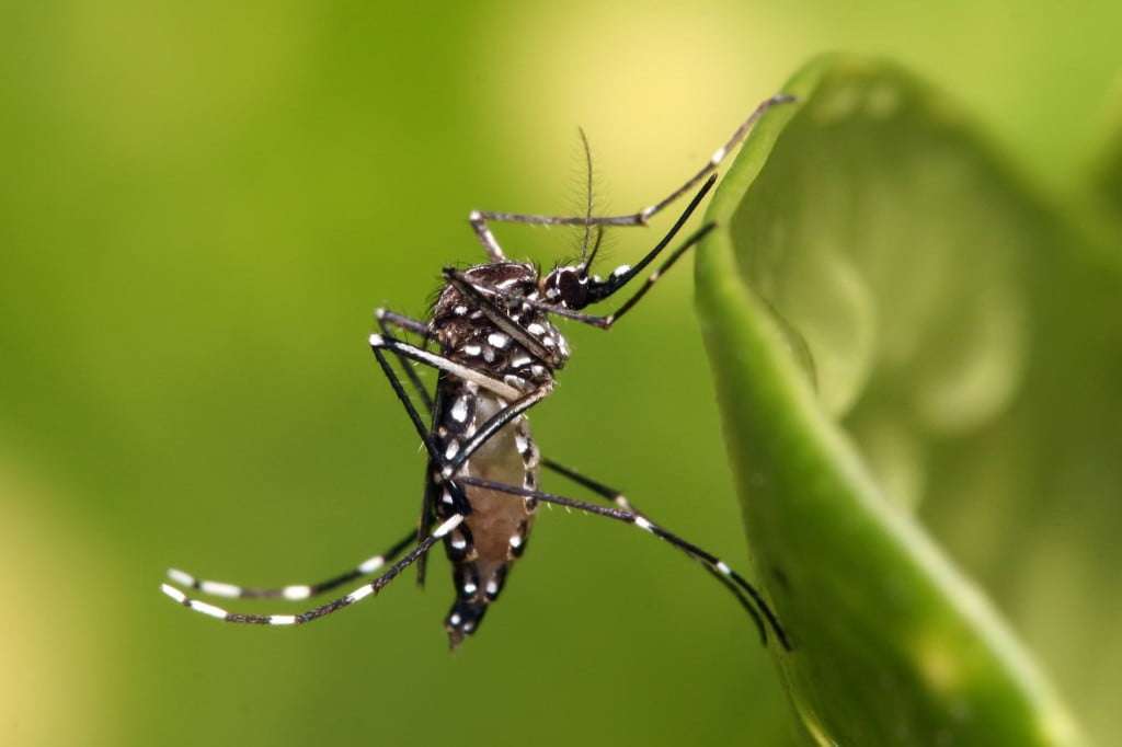 Pinda chega a 319 casos de dengue, revela boletim