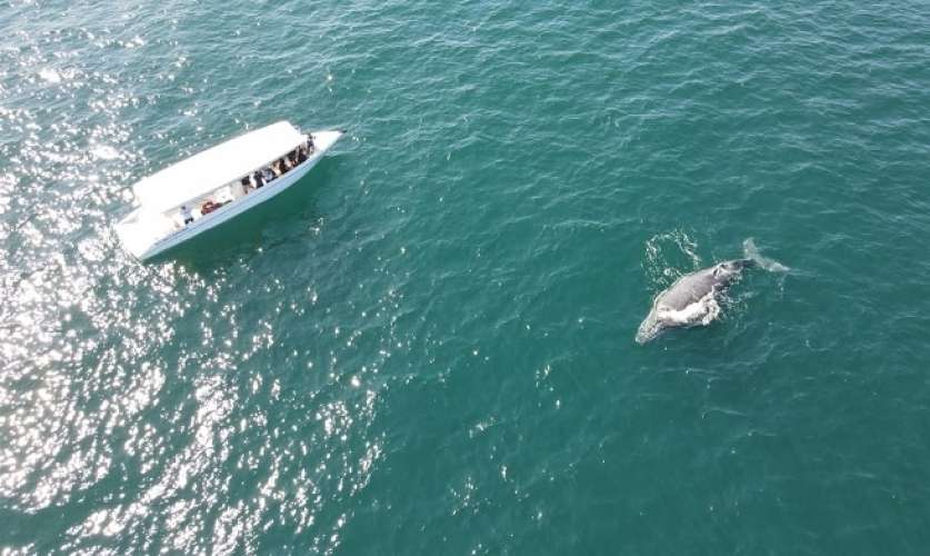 São Sebastião tem mais de 200 registros de baleias jubartes no canal
