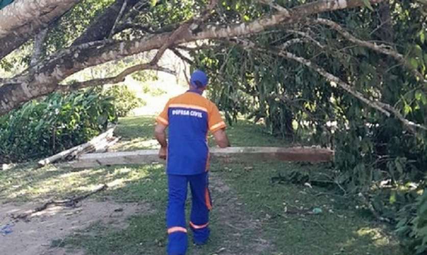 Ventos fortes derrubam árvores em São Sebastião e Caraguá