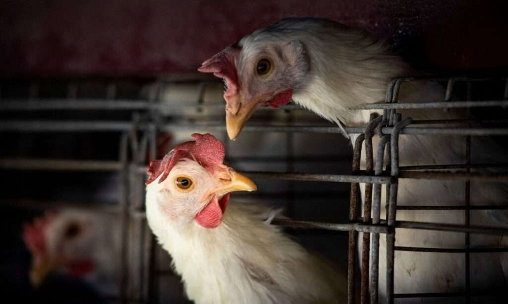 Brasil registra 2º caso de gripe aviária em animal de criação