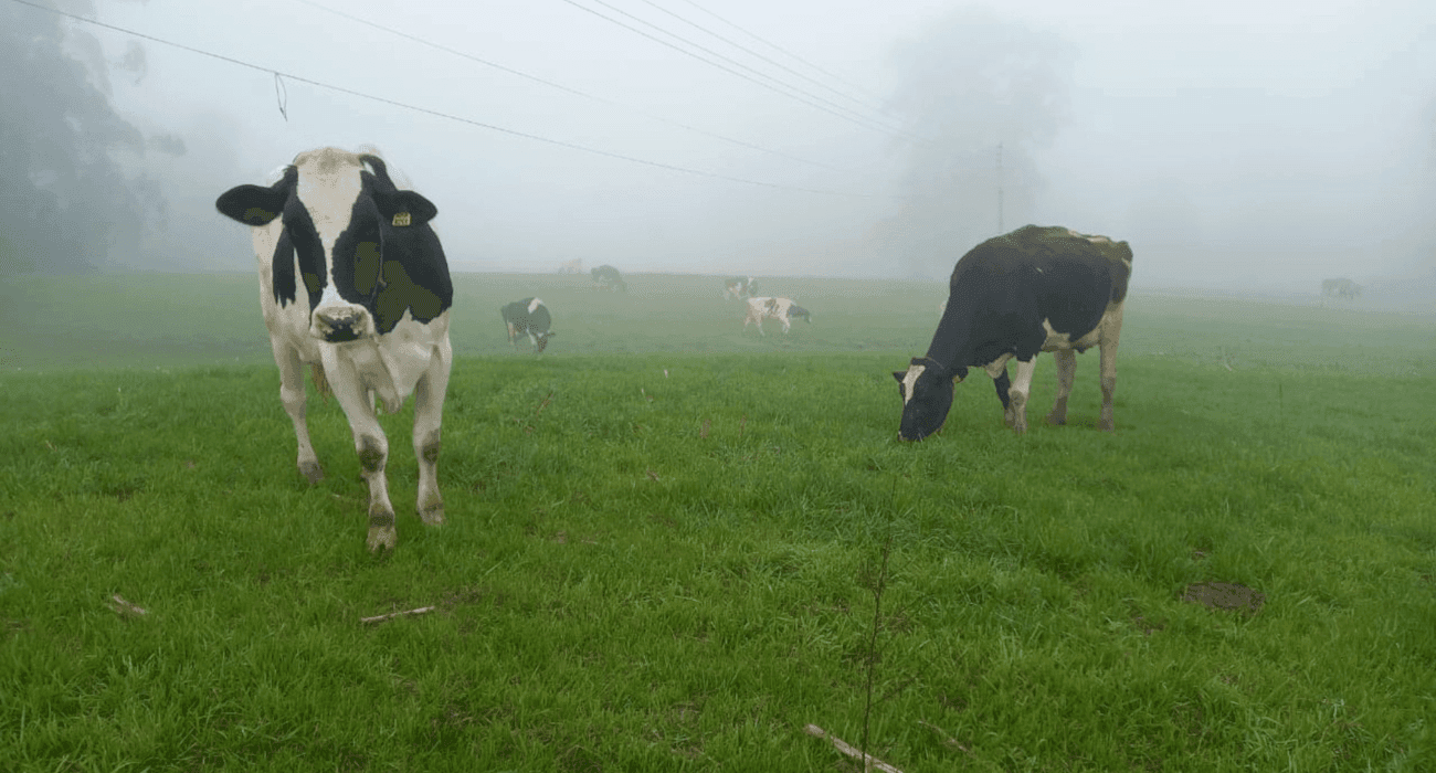 Produtores rurais contabilizam perdas após passagem do terceiro ciclone no Rio Grande do Sul