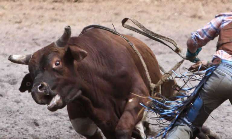 Vereadores propõem regulamentação de rodeios em Campos do Jordão