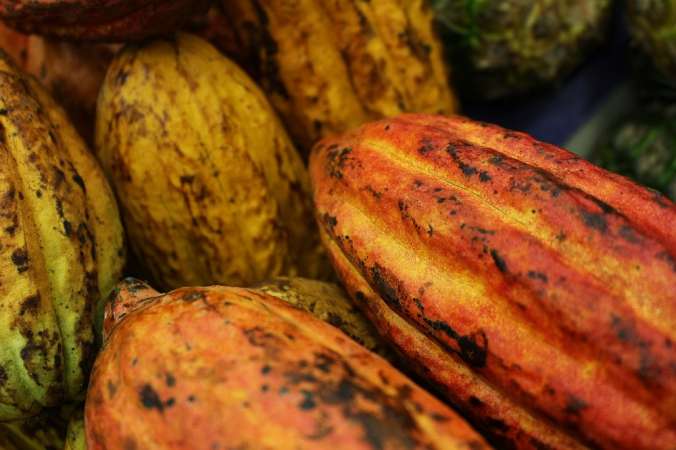Empresa brasileira projeta ter a maior produção individual de cacau do mundo até 2030