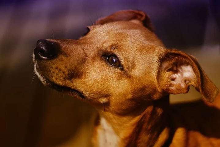 Taubaté vacina contra raiva animais abrigados no CCZ