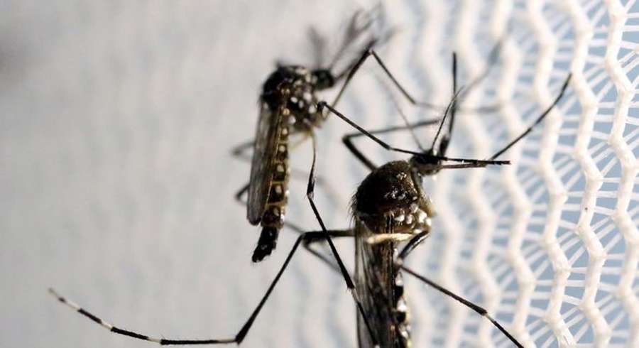 Empresa japonesa pede incorporação da vacina contra dengue no SUS