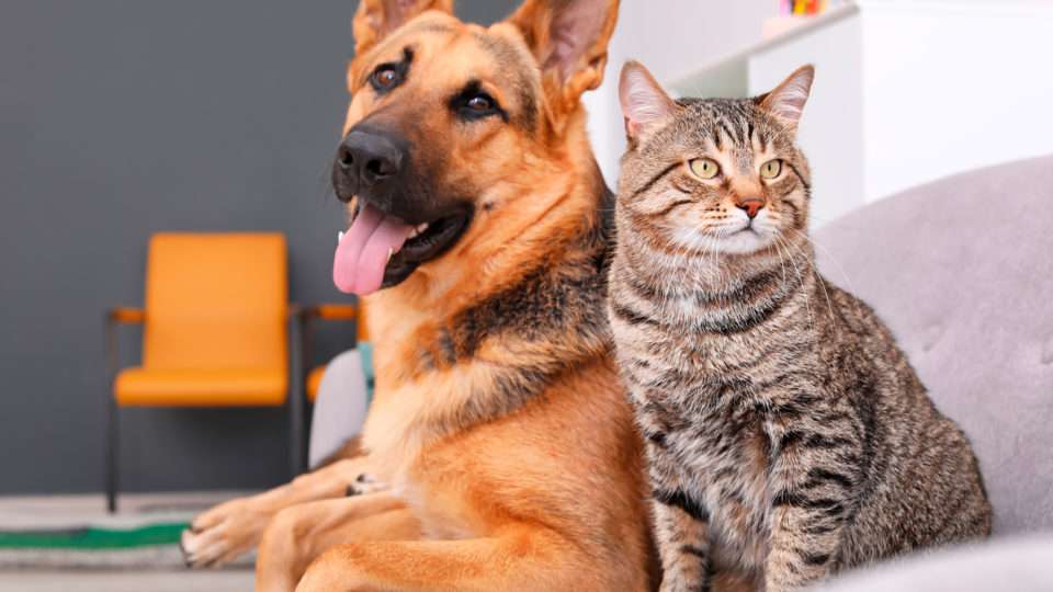 Alesp aprova lei que proíbe a venda de animais em pet shops e sites