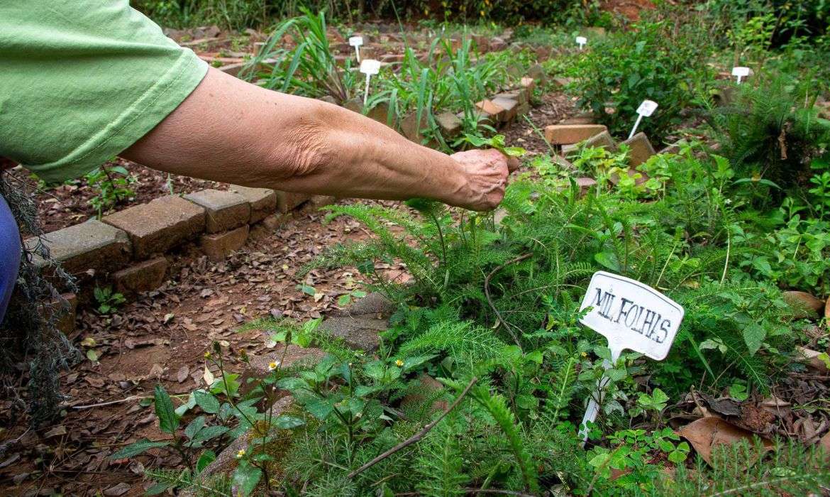 Fiocruz propõe revisão da política de plantas medicinais