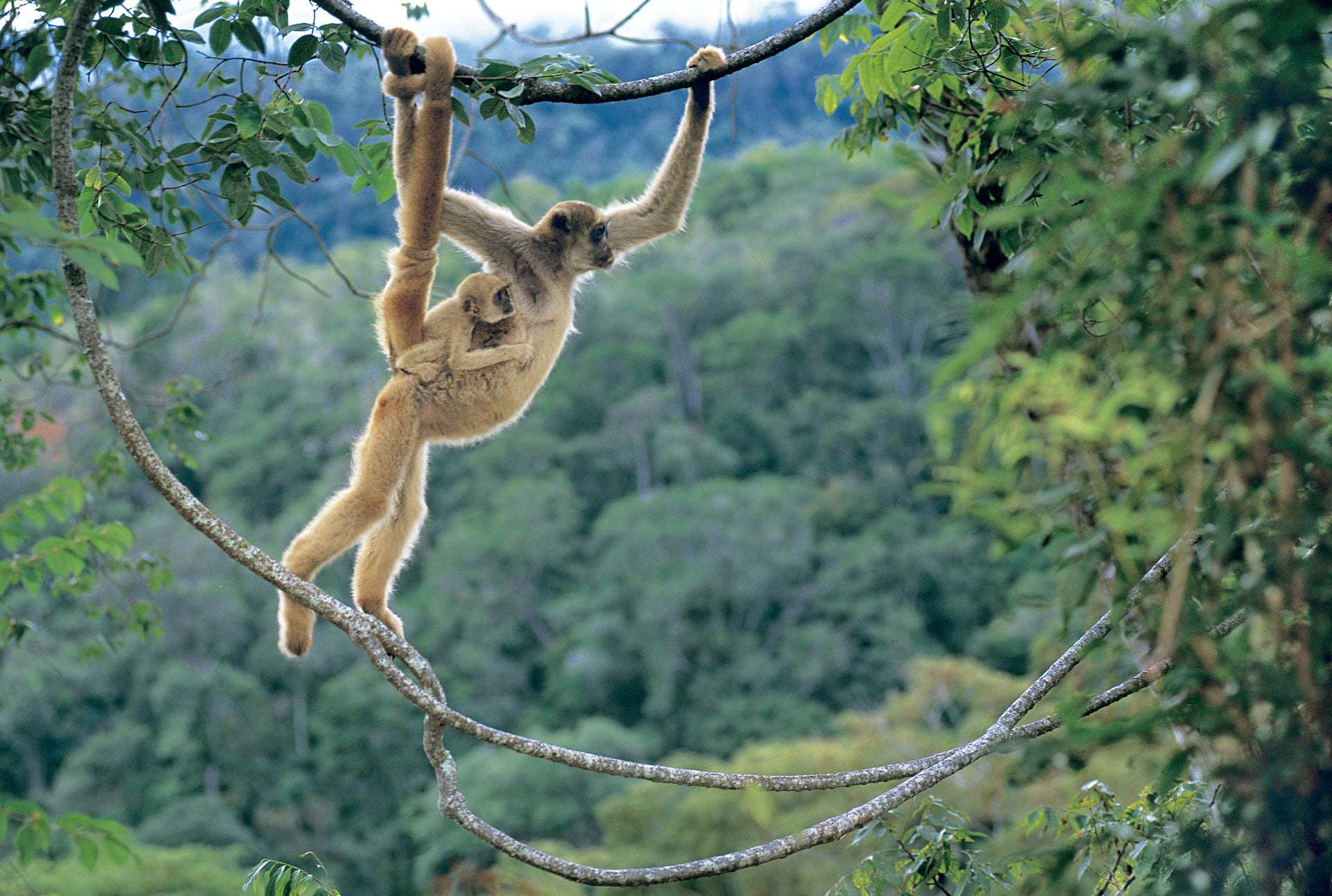 Dia Nacional do Muriqui é comemorado neste domingo (27) em São Francisco Xavier