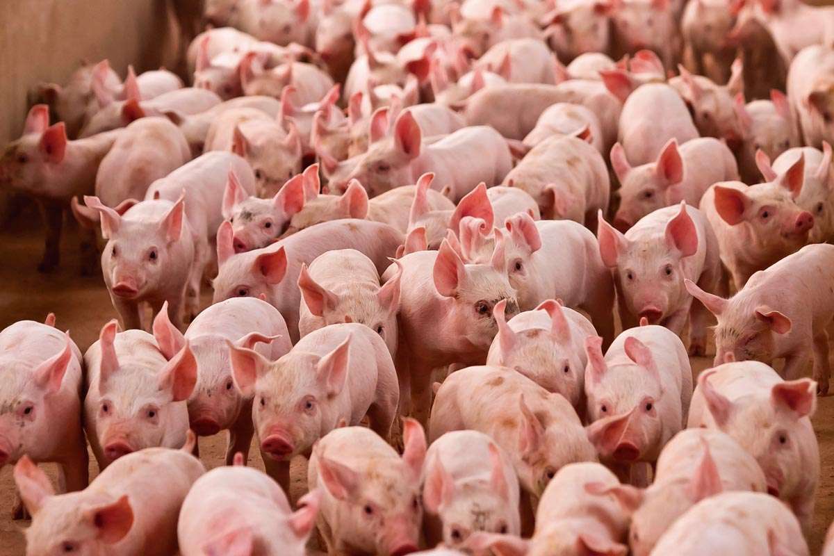 Suplemento de aminoácidos fortalece sistema imunológico de suínos com Salmonella