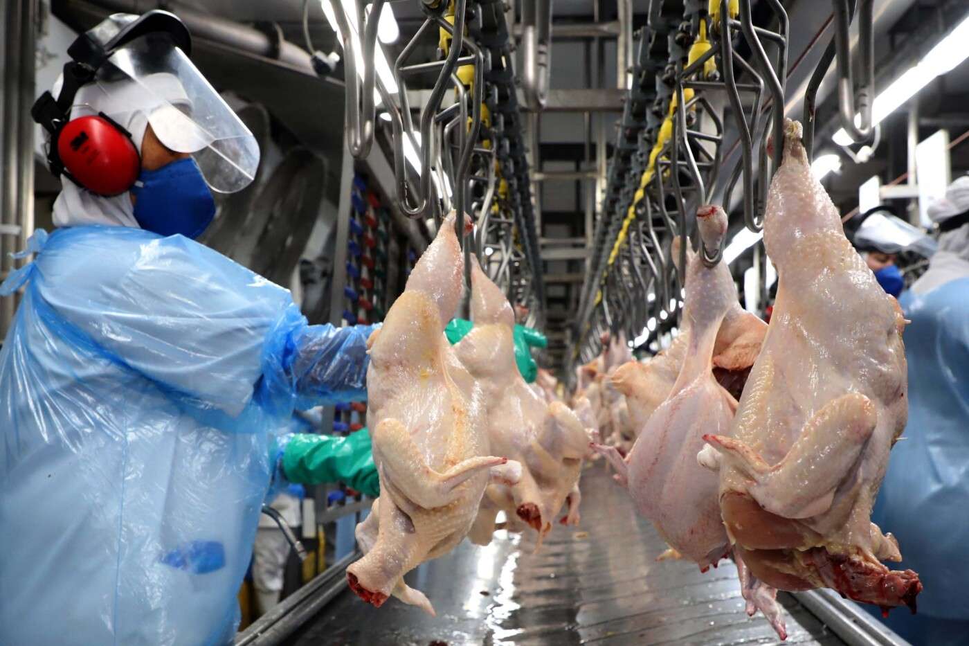 Embarques de carne de frango crescem 6,6% em julho
