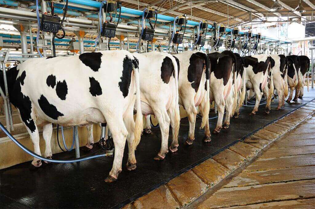 SP se torna zona livre de febre aftosa sem vacinação, medida será válida após a próxima etapa de imunização em novembro