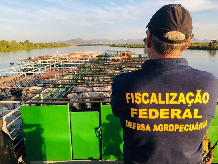 Bois são embarcados em São Sebastião com destino à Turquia
