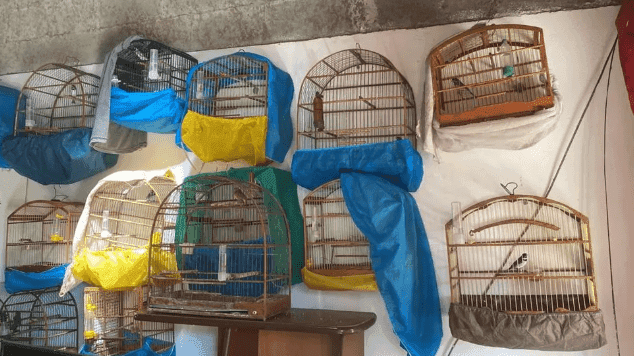 Polícia Ambiental resgata 71 aves que estavam em cativeiro em São José dos Campos