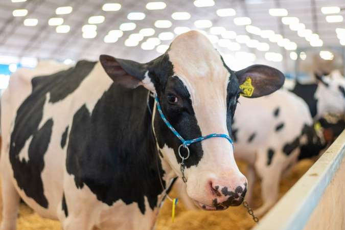 Alto custo na criação de vacas causa prejuízo para produtores de leite