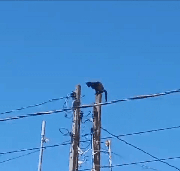 Defesa Civil de Taubaté resgata gato preso em poste de energia