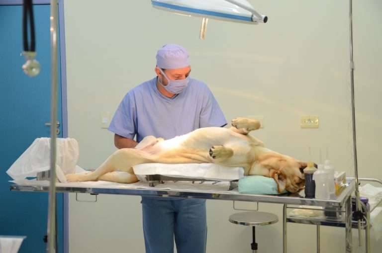 Prefeitura de São José abre 1.000 vagas gratuitas para castração de cães e gatos nesta terça (03)