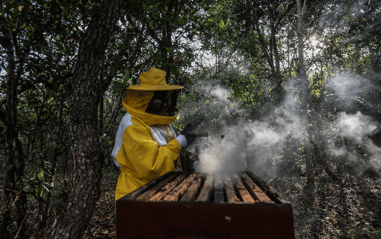 Agrotóxico banido na União Europeia mata abelhas no Brasil