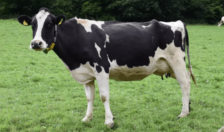 Carne e leite terão preço afetado mesmo com agro fora das regras de crédito de carbono