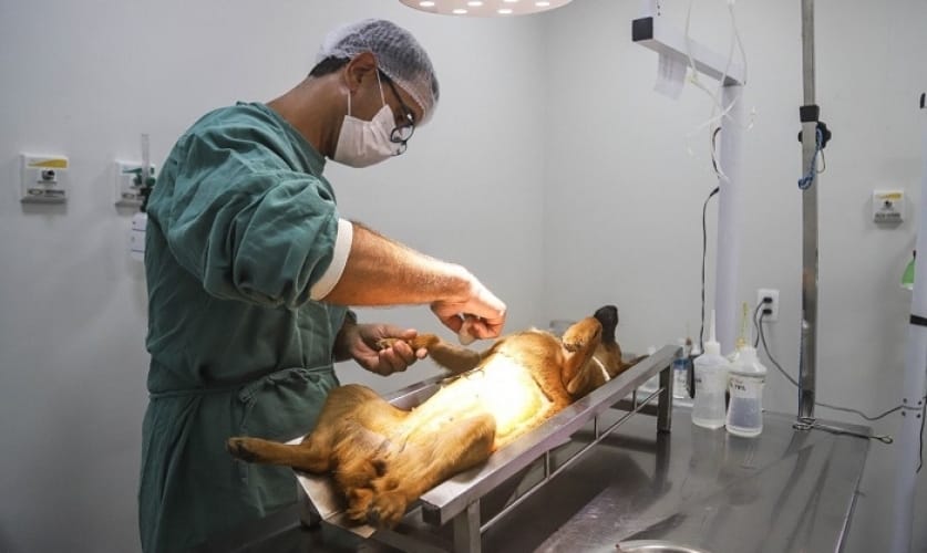 CCZ e Samju promovem castração gratuita de cães e gatos nesta terça e quarta
