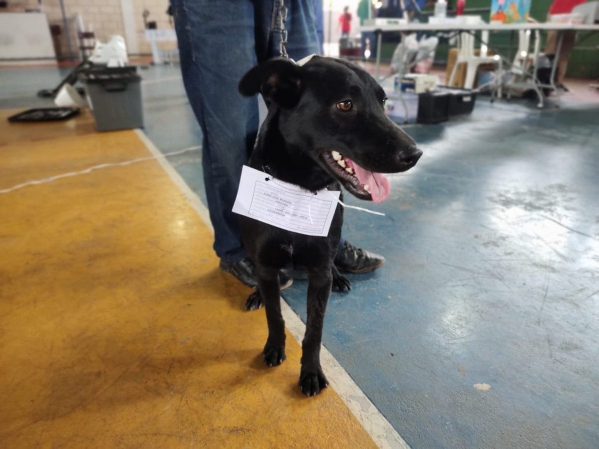 Taubaté realiza mutirão de cirurgias no Hospital Veterinário