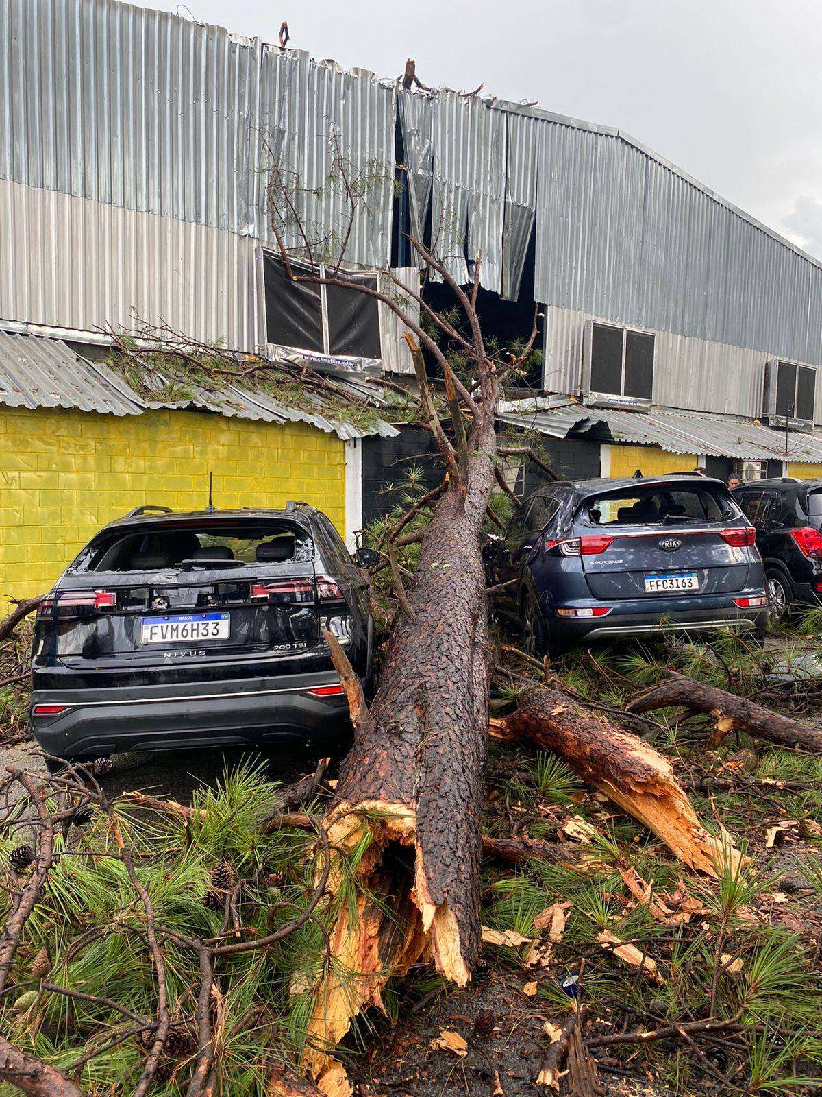 Forte chuva e vento derrubam árvores e causam outros estragos em Taubaté