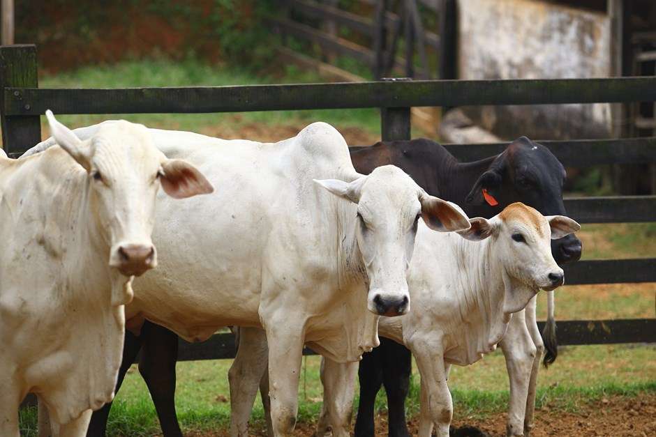 São José realiza vacinação contra febre aftosa em rebanhos