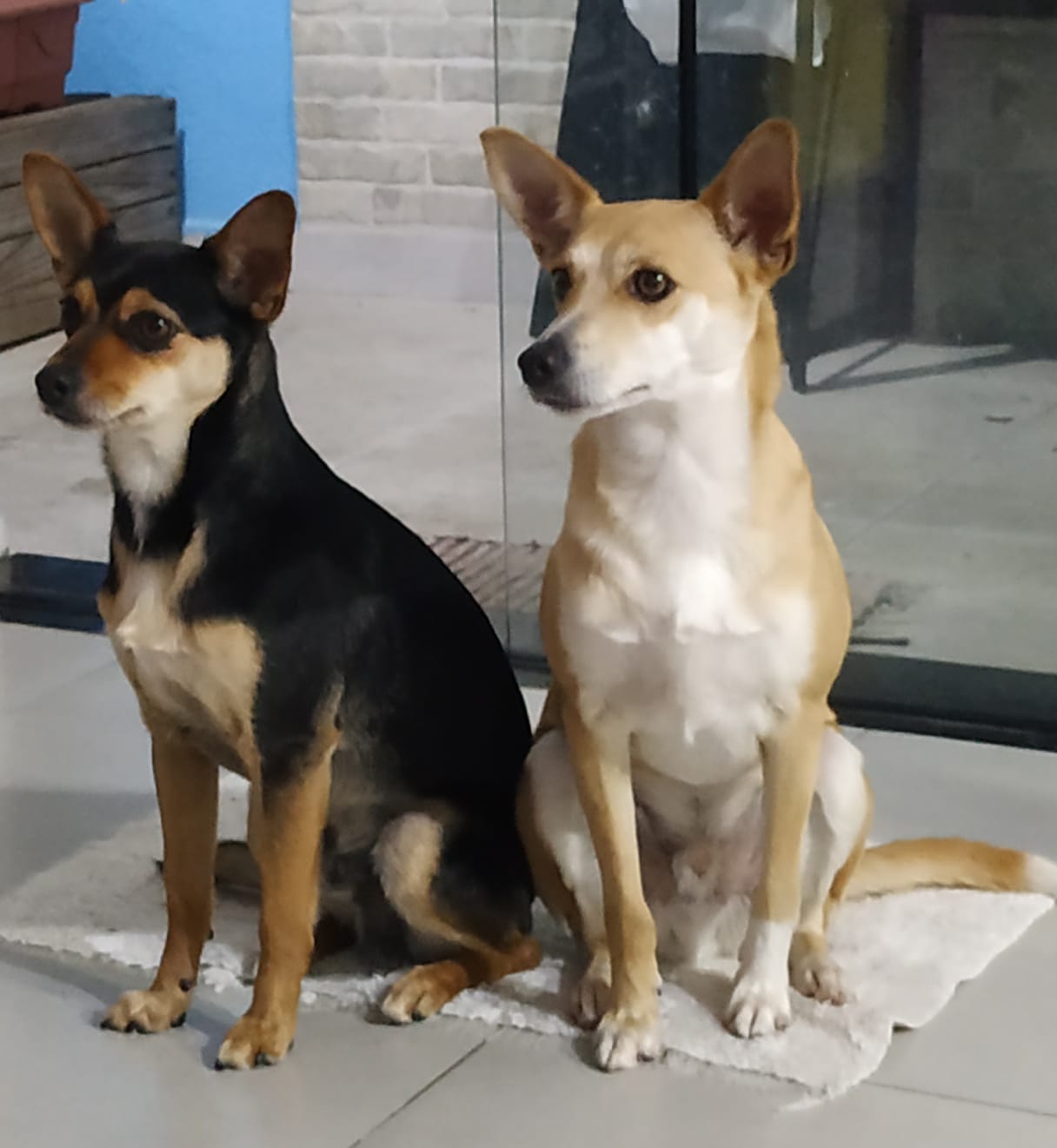 Taubaté realiza feira de adoção de animais do CCZ e promove campanha Dezembro Verde