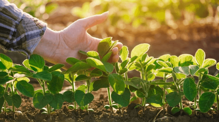 Plantio de soja da safra 2023/24 atinge 83,1% da área, diz Conab