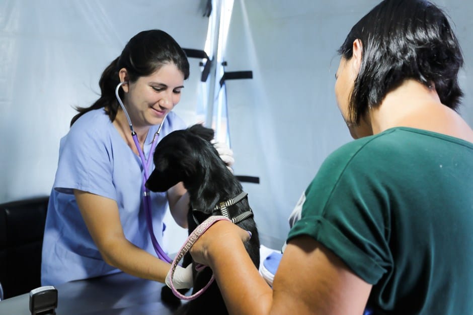 Meu Pet Feliz oferece 1.000 vagas para castração e microchipagem em São José