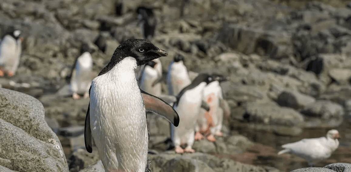 Cientistas analisam microplásticos em fezes de pinguins na Antártica