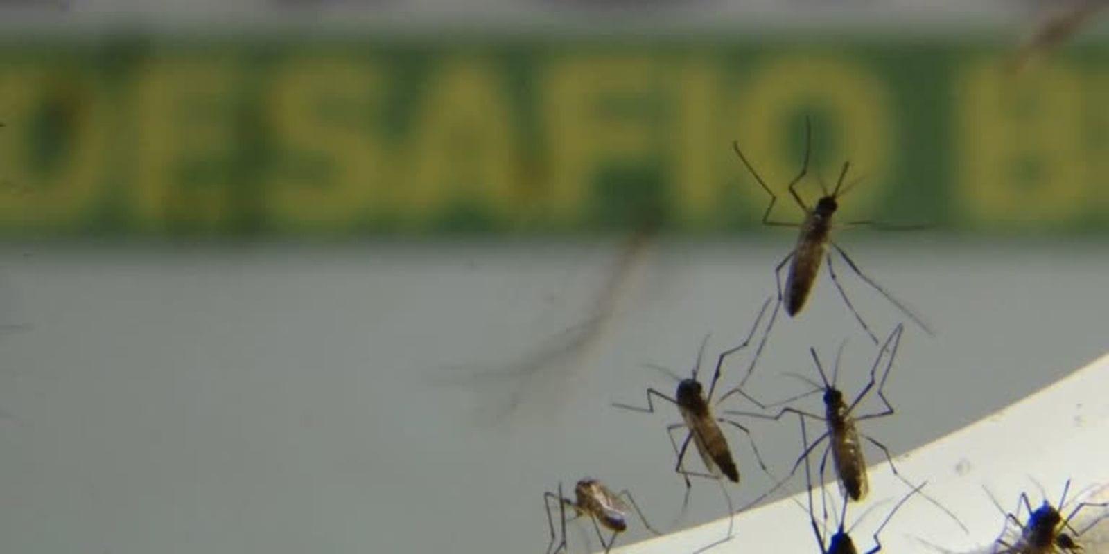 Brasil vive epidemia de dengue: Casos disparam em 6 estados