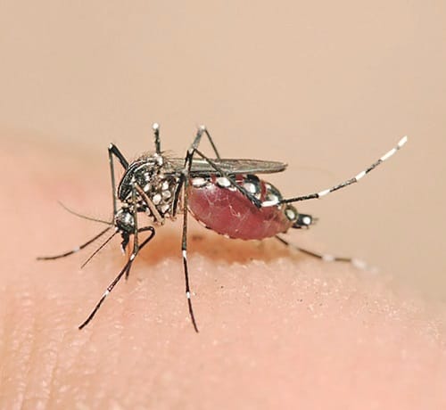 Ubatuba alerta para o combate ao Aedes Aegypti com a chegada do período de chuvas