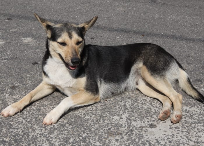 Carnê de IPTU tem opção de doação para cuidados com os animais de Jacareí