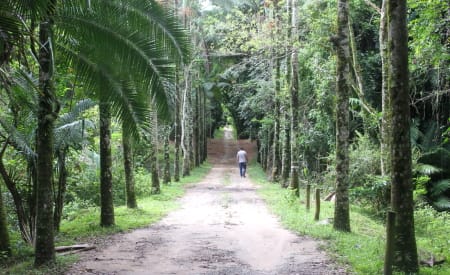 Especial de Carnaval começa neste domingo (4), no Viveiro Municipal de Jacareí, unindo folia e sustentabilidade