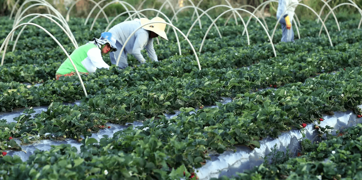 BNDES amplia financiamento para cooperativas agropecuárias