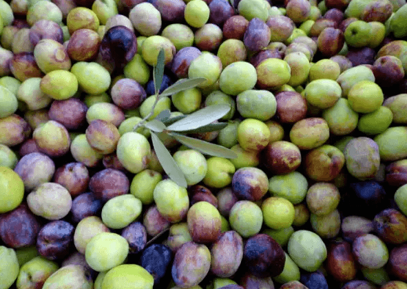 Brasil se especializa na produção de azeite extra virgem
