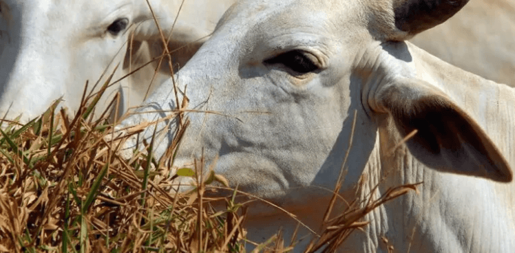 Brasil regula abate e processamento de animais para mercado religioso