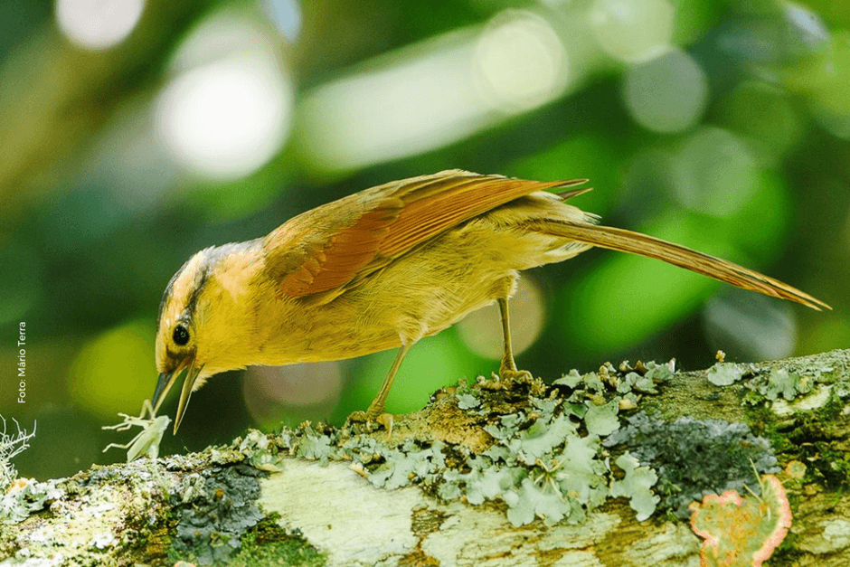 São Francisco Xavier recebe Festival de Observação de Aves