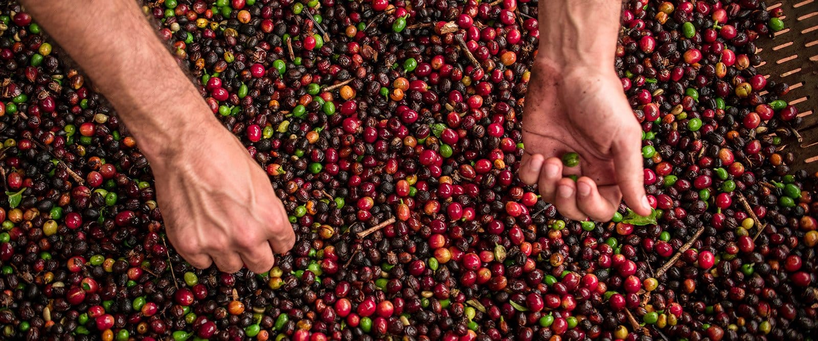 Brasil faz acordo com China que pode aumentar exportação de café