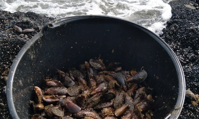 Governo recomenda suspensão do comércio e consumo de moluscos bivalves no Litoral Paulista