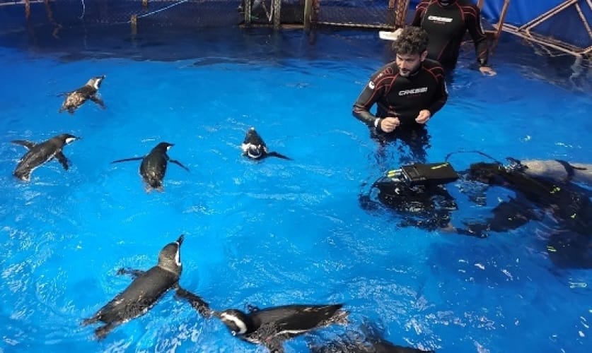 Pré-estreia de “Meu Amigo Pinguim” marca primeira exibição do longa no Brasil