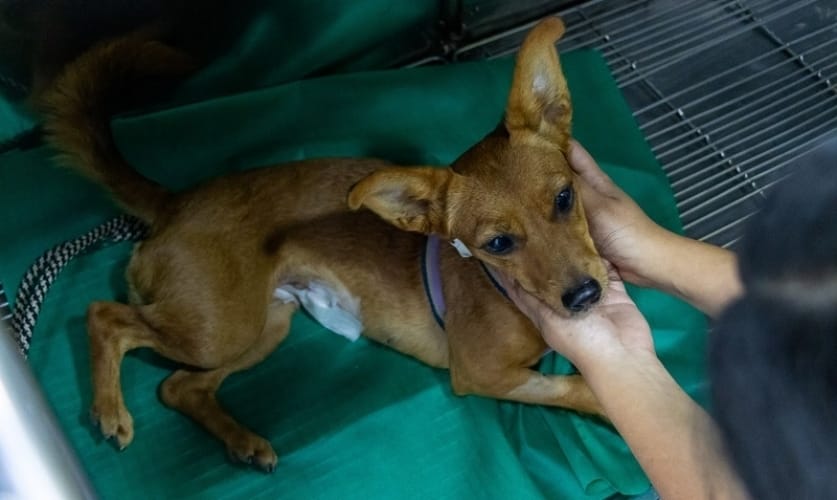 São Sebastião oferece castração e atendimento veterinário gratuito para pets