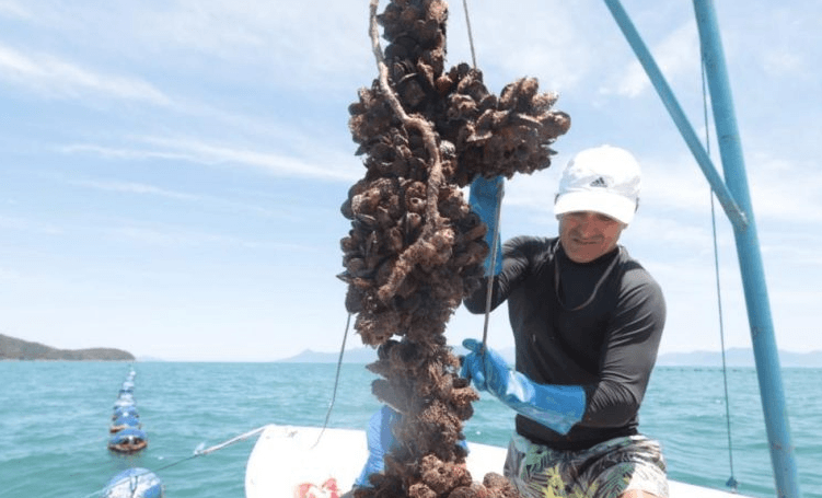 Governo de SP libera retirada de moluscos bivalves em áreas específicas do Litoral Paulista