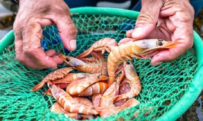 Período de Defeso do Camarão em Ubatuba começa em 28 de janeiro