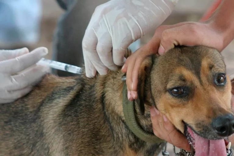 Taubaté realiza ação de vacinação antirrábica para cães e gatos nesta quinta e sexta-feira