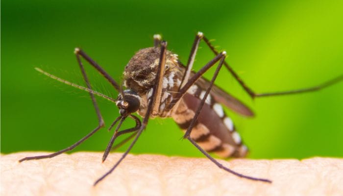 Tremembé registra primeira morte por dengue em 2026