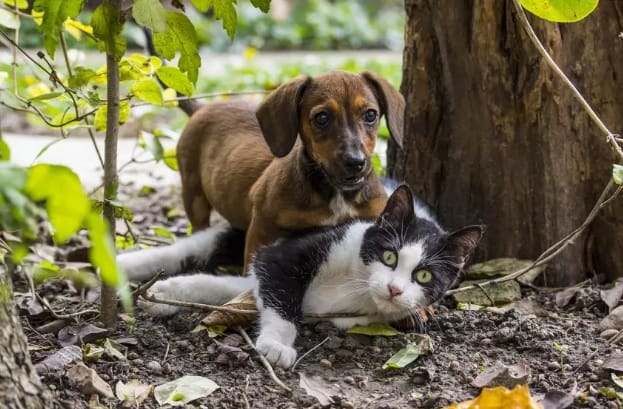 Prefeitura de Caçapava anuncia criação de hospital veterinário gratuito para animais