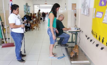 Jacareí realiza mutirão com 1.000 castrações de cães e gatos em cinco dias