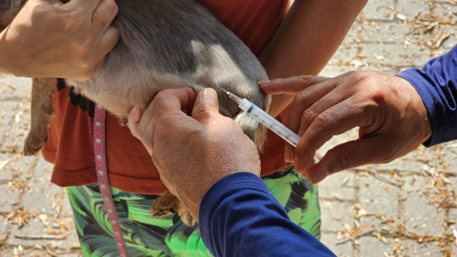 Taubaté realiza nova ação de vacinação antirrábica com 600 doses disponíveis