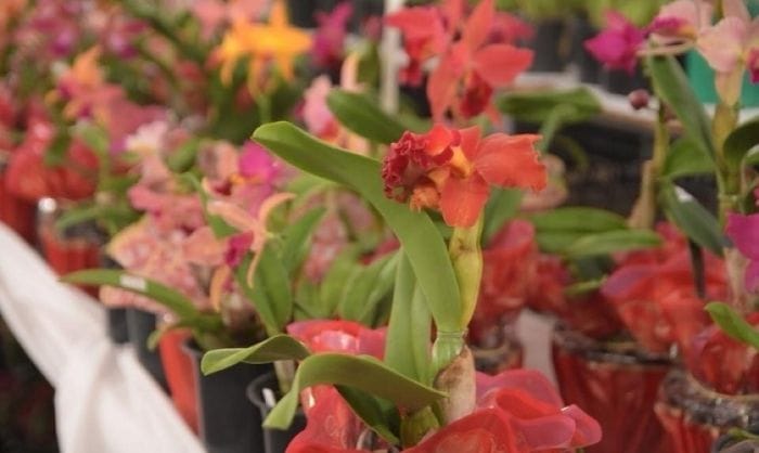 Ilhabela realiza 17ª Exposição de Orquídeas com programação especial para o Dia das Mães
